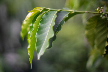 Hoja de planta de café