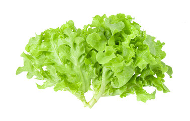 Salad leaves Lettuce isolated on transparent png