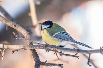 Cute bird Great tit, songbird sitting on a branch without leaves in the autumn or winter.