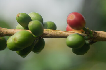 fruto - grano de caf&eacute;