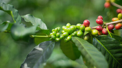 fruto - grano de café