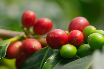 fruto - grano de caf&eacute;