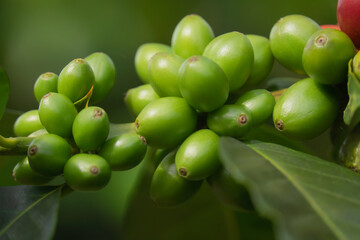 fruto - grano de café