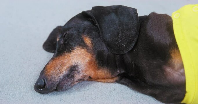 Portrait of an old sick dog lying on the couch helpless blinking his eyes recovering from illness operation. Elderly dog relaxed napping sad alone. Veterinary treatment weakness therapy depression