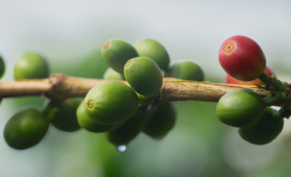 Fruto - Grano De Café