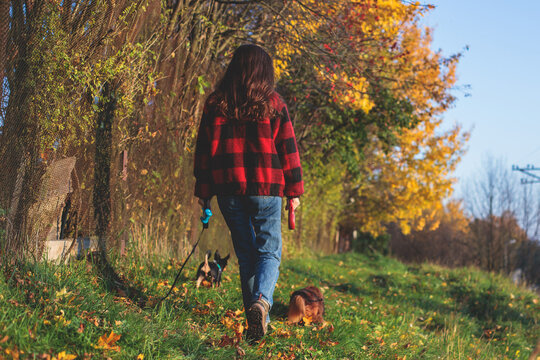 Process Of Walking With Two Dogs In A Countryside Park, Joy Of Having Multiple Dogs, Girl Playing With Dachshund And Toy Terrier, In Autumn Fall Sunny Day With, Happy Pet Dog Owner