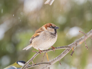 Sparrow sits on a branch without leaves.