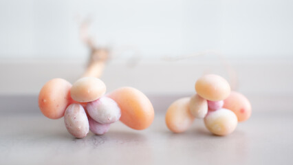 Succulent (Echeveria, crassula, aeonium, cotyledon, lithops, kalanchoe, caudex, etc)