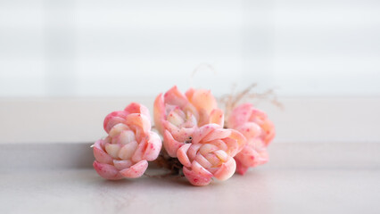 Succulent (Echeveria, crassula, aeonium, cotyledon, lithops, kalanchoe, caudex, etc)