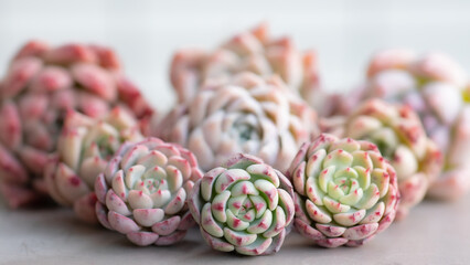 Succulent (Echeveria, crassula, aeonium, cotyledon, lithops, kalanchoe, caudex, etc)