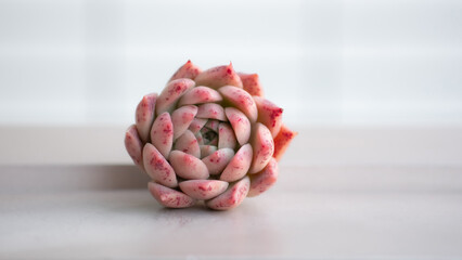 Succulent (Echeveria, crassula, aeonium, cotyledon, lithops, kalanchoe, caudex, etc)