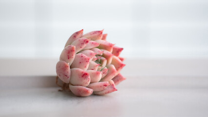 Succulent (Echeveria, crassula, aeonium, cotyledon, lithops, kalanchoe, caudex, etc)