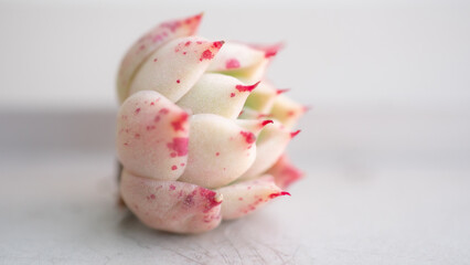 Succulent (Echeveria, crassula, aeonium, cotyledon, lithops, kalanchoe, caudex, etc)