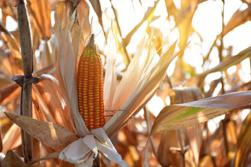 corn field on crop plant for harvesting