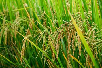Rice field. Beautiful golden rice field and ear of rice.