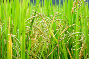 Rice field. Beautiful golden rice field and ear of rice.
