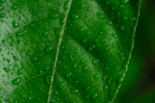 rops of seasonal rain on Leaf of tropical greenery in summer close-up. macro, for the background.