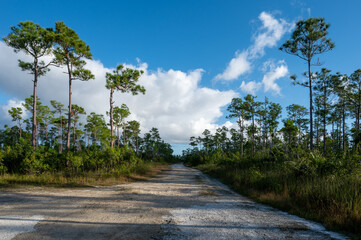 Fototapeta na wymiar Dirt road leading to Pine Glades Lake in Everglades National Park, Florida.