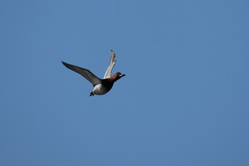 common pochard in flight