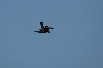 osprey is hunting a fish