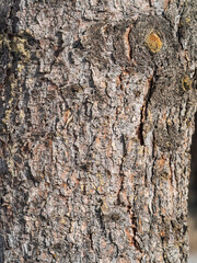 Bark texture and background of a old fir tree trunk. Detailed bark texture. Natural background