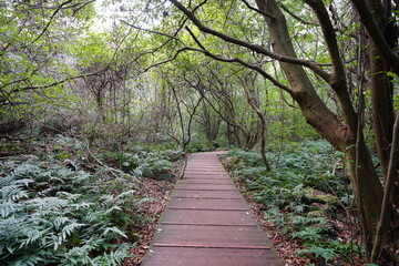 boardwalk through thick wild forest
