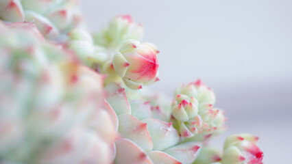 Obraz premium Succulent (Echeveria, crassula, aeonium, cotyledon, lithops, kalanchoe, caudex, etc)