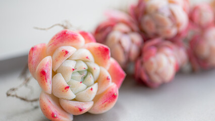 Succulent (Echeveria, crassula, aeonium, cotyledon, lithops, kalanchoe, caudex, etc)