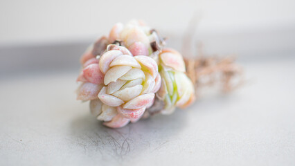 Succulent (Echeveria, crassula, aeonium, cotyledon, lithops, kalanchoe, caudex, etc)