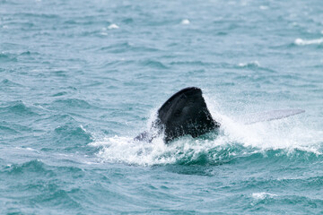 Whale watching from Valdes Peninsula,Argentina. Wildlife