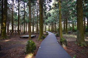 Fototapeta premium refreshing autumn path in the gleaming sunlight