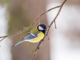 Cute bird Great tit, songbird sitting on a branch without leaves in the autumn or winter.