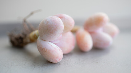 Succulent (Echeveria, crassula, aeonium, cotyledon, lithops, kalanchoe, caudex, etc)