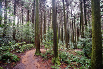 Obraz premium mossy cedar woods and path