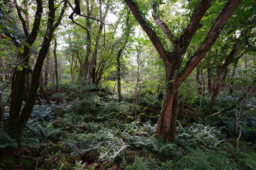 Fototapeta na wymiar mossy rocks and old trees in wild forest