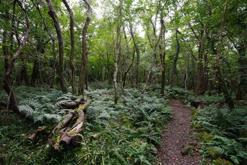 fine path through fern and old trees 