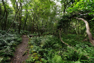 Obraz premium fine path through fern and old trees 