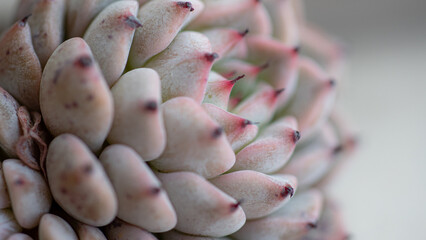 Succulent (Echeveria, crassula, aeonium, cotyledon, lithops, kalanchoe, caudex, etc)