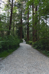 Fototapeta na wymiar Footpath in Canadian forest