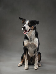 funny dog on gray background. Happy border collie in the studio. pet portrait