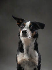 Naklejka na ściany i meble funny dog on gray background. Happy border collie in the studio. pet portrait