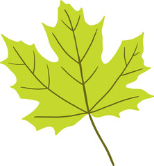 simplicity maple freehand drawing flat design.