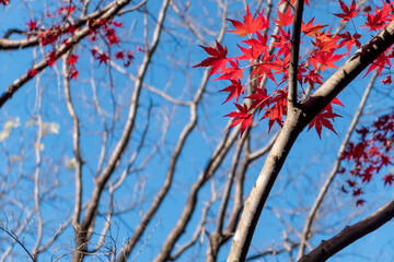 晴れの日の美しい日本の紅葉　滋賀県大津市びわこ文化公園