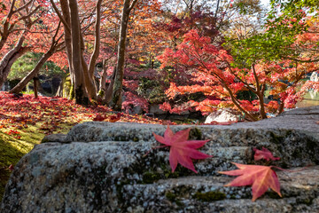 晴れの日の美しい日本の紅葉　滋賀県大津市びわこ文化公園