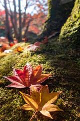 晴れの日の美しい日本の紅葉　滋賀県大津市びわこ文化公園
