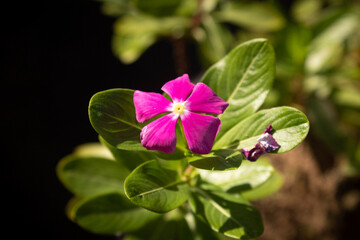 Flowers in the garden