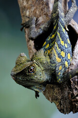 Forest dragon
