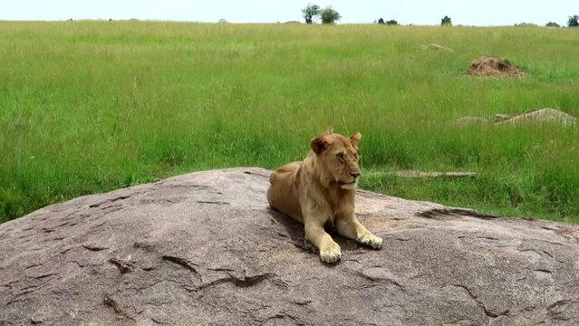 Close up of free wild sleepy young lion closing his eyes slowly on rock in African plain