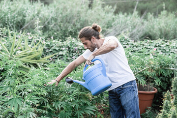 standing caucasian guy taking care and watering the marijuana plants with a big watering can