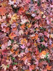 autumn leaves background